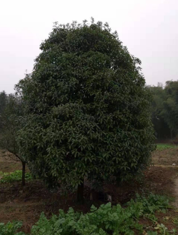 桂花樹批發