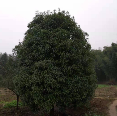 桂花樹批發