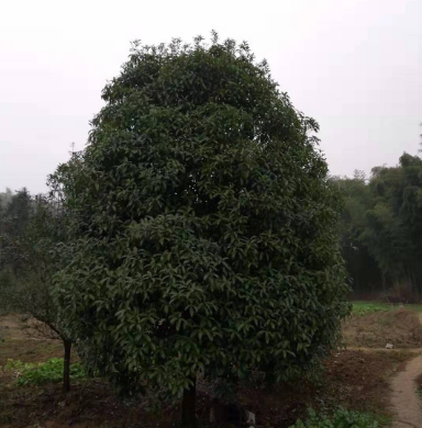 桂花樹批發