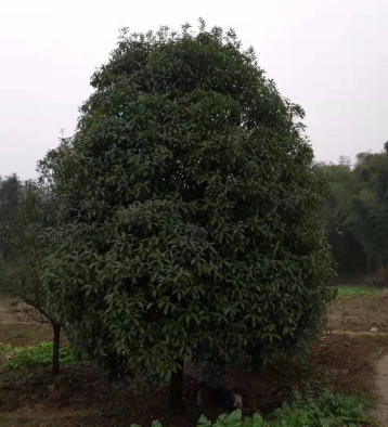 桂花樹批發